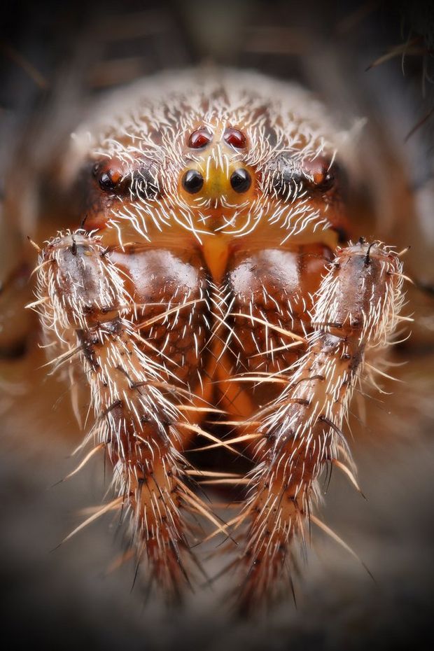 Portrét křižáka obecného (Araneus diadematus)